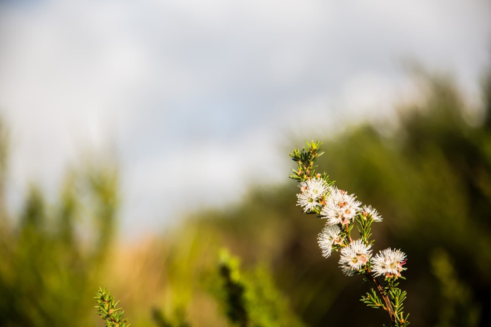 Kunzea ambigua — the native Australian plant at the heart of Zea